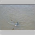 Purkarec 6.11.2008-26.JPG